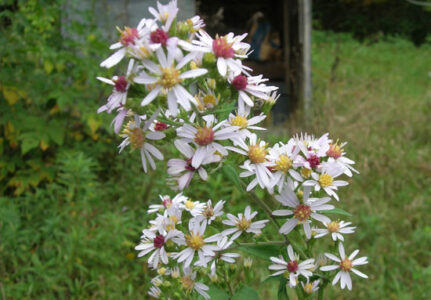 Native Prairie Plantings Can Be Established Without Using Herbicides Image